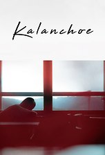 Kalanchoe