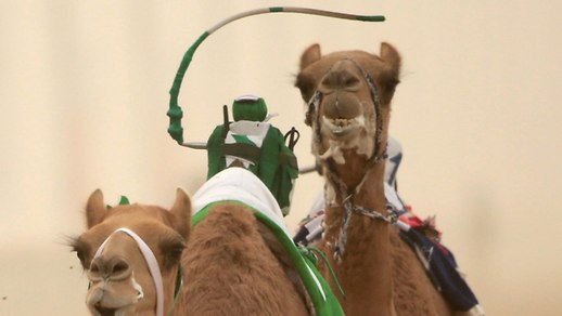 King Abdulaziz Camel Racing 2019