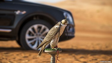 Saudi falconry festival