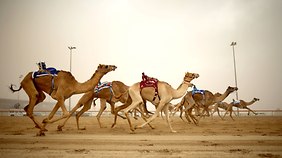 Al Marmoum Camel Racing