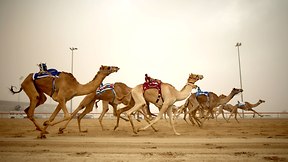 Al Marmoum Camel Racing