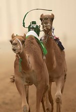 King Abdulaziz Camel Racing 2019