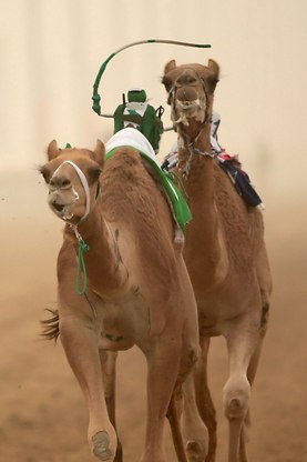 King Abdulaziz Camel Racing 2019