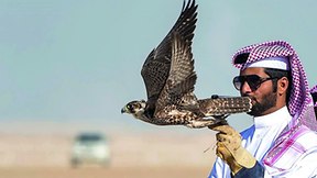 3rd King Abdul Aziz Falconry Festival