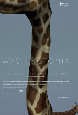 Washingtonia