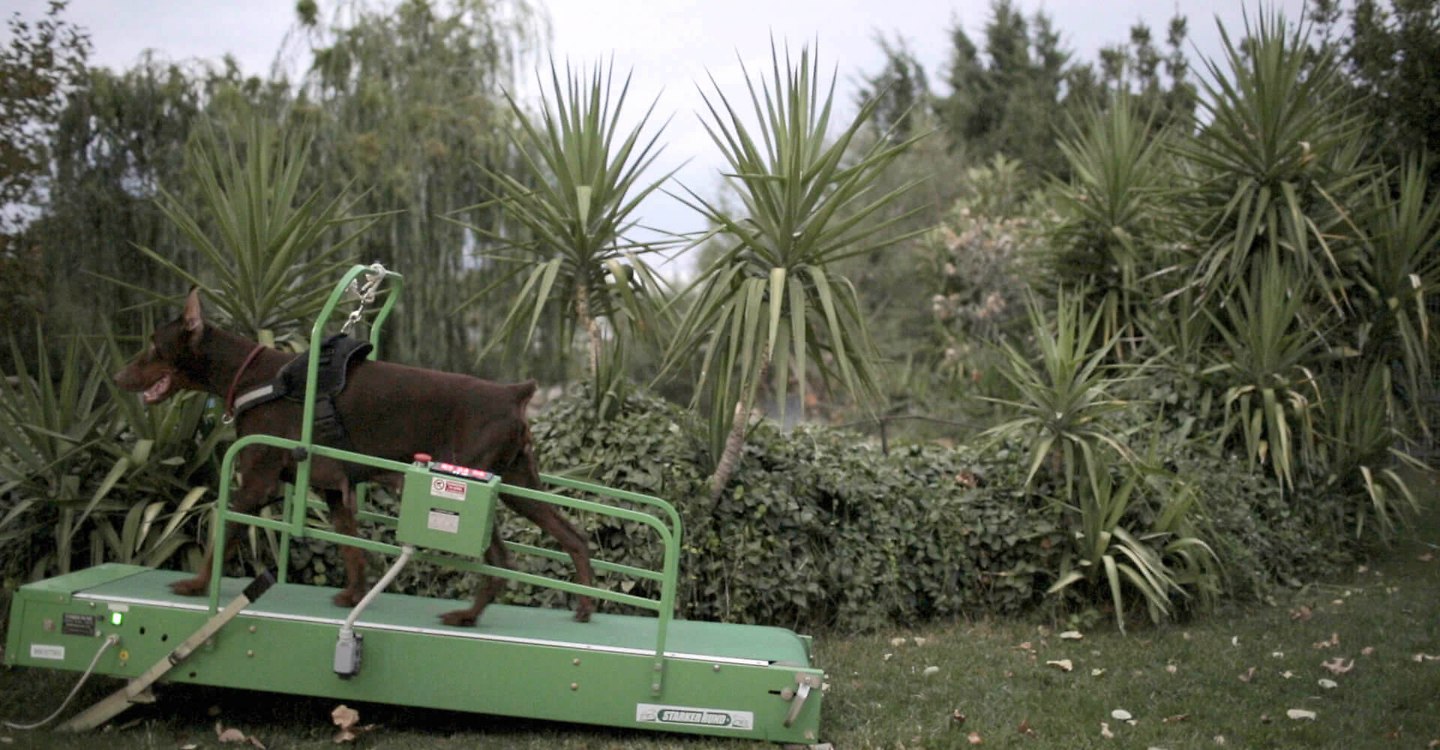 Washingtonia