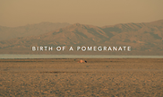 Birth of Pomegranate 